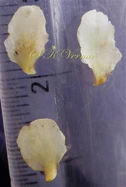  Petals